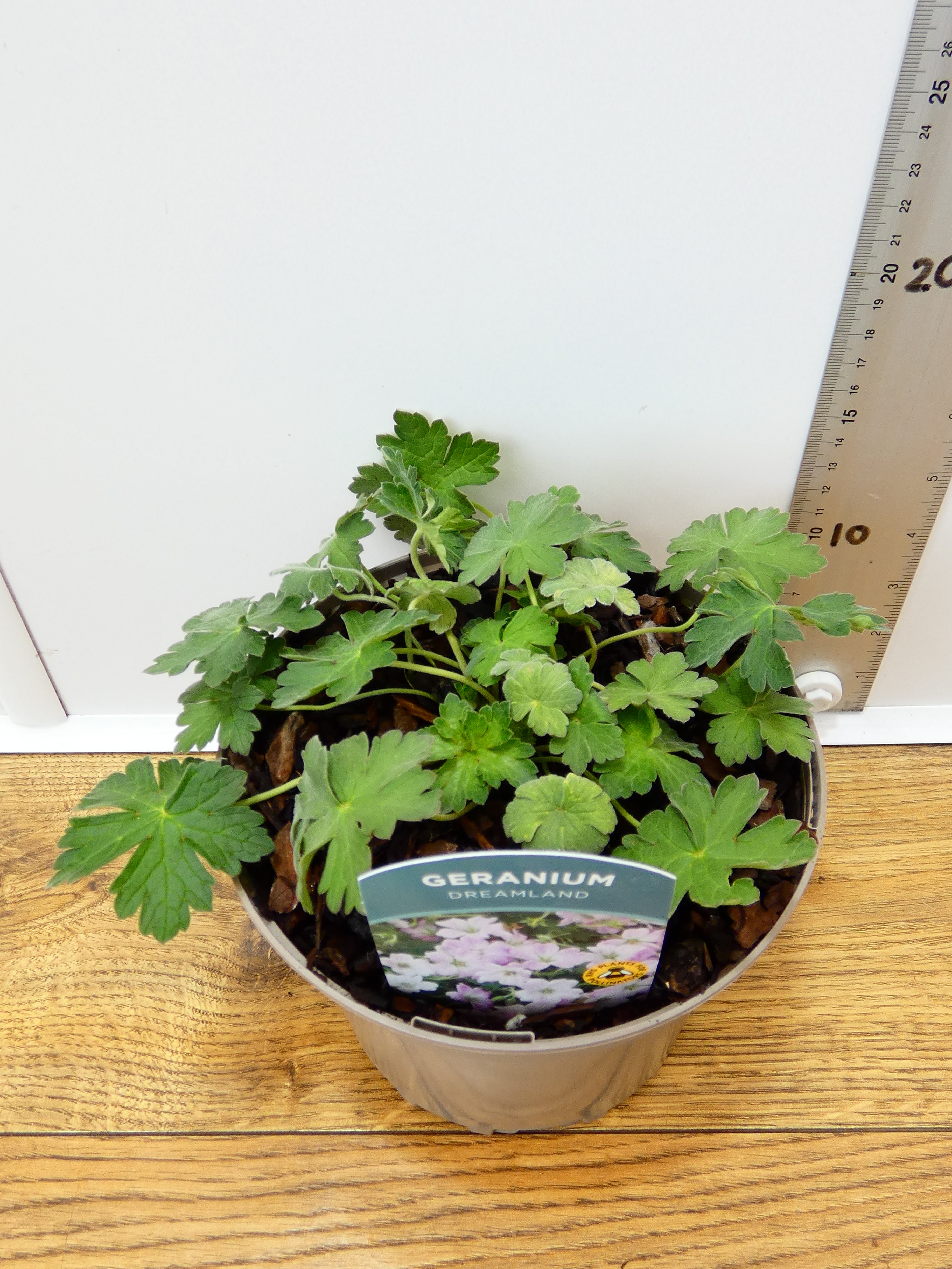 Geranium Dreamland (2ltr)