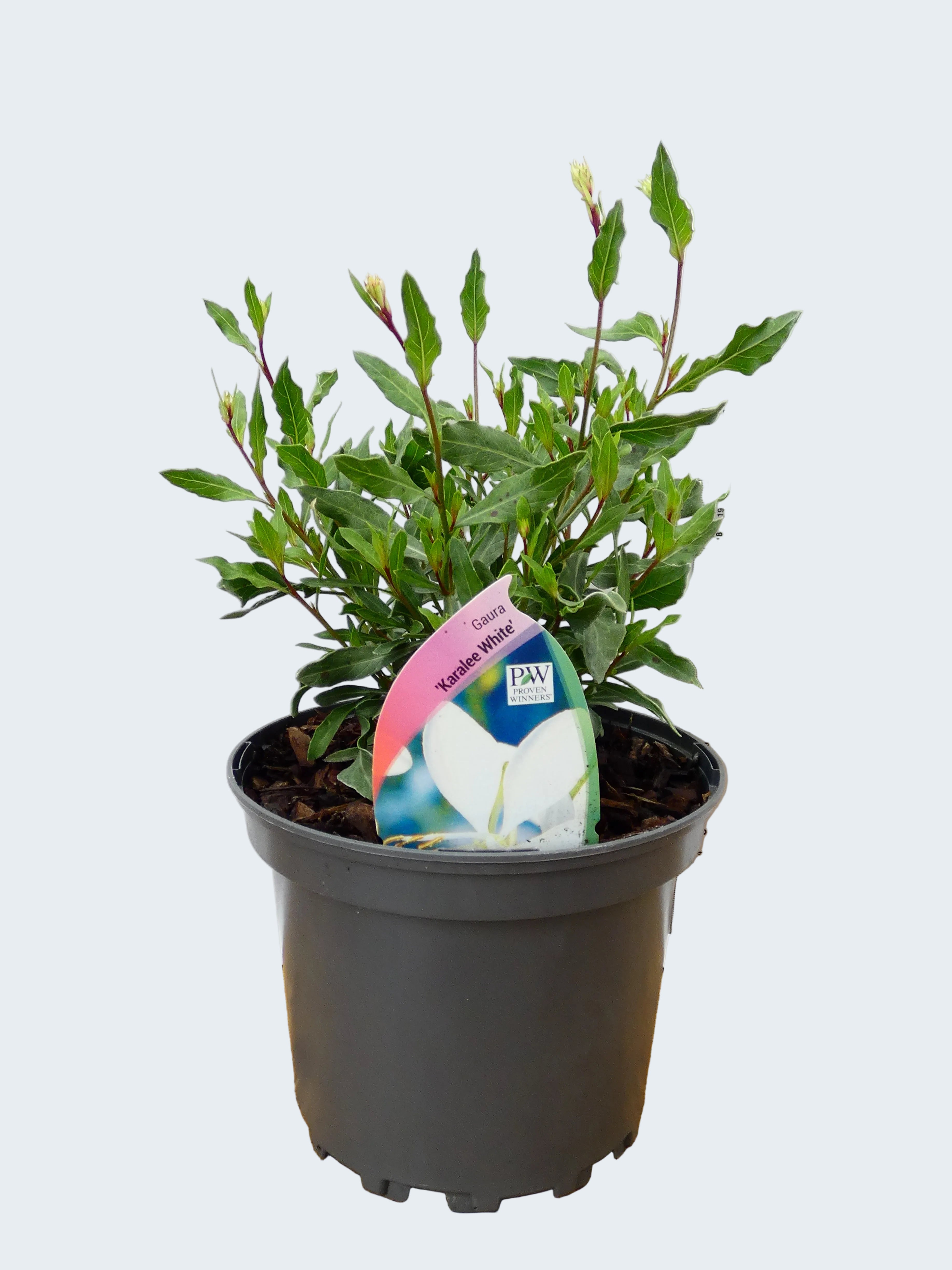 Gaura 'Karalee White' (2ltr)