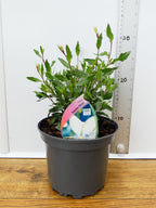 Gaura 'Karalee White' (2ltr)