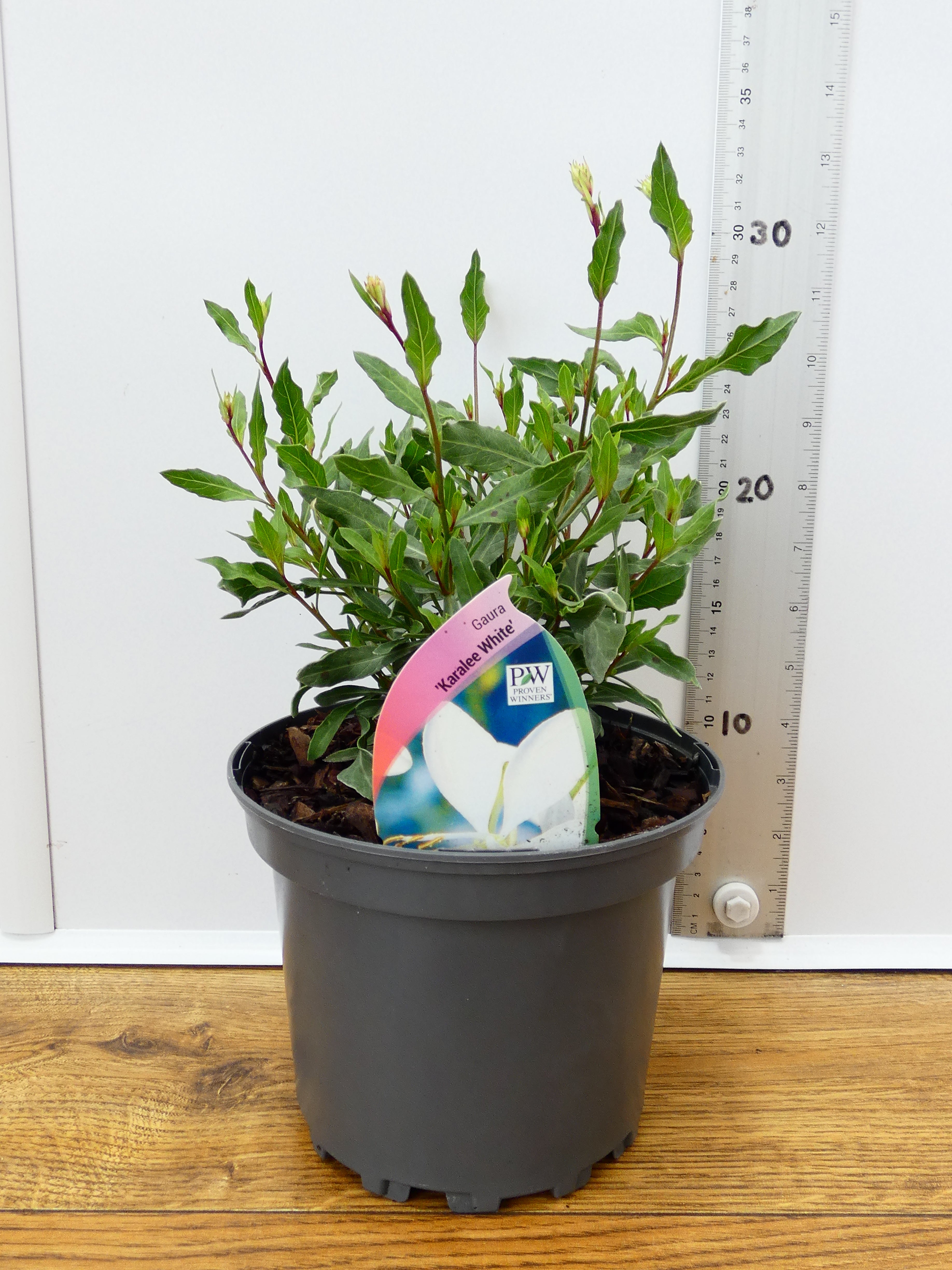 Gaura 'Karalee White' (2ltr)