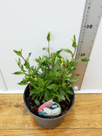 Gaura 'Karalee White' (2ltr)