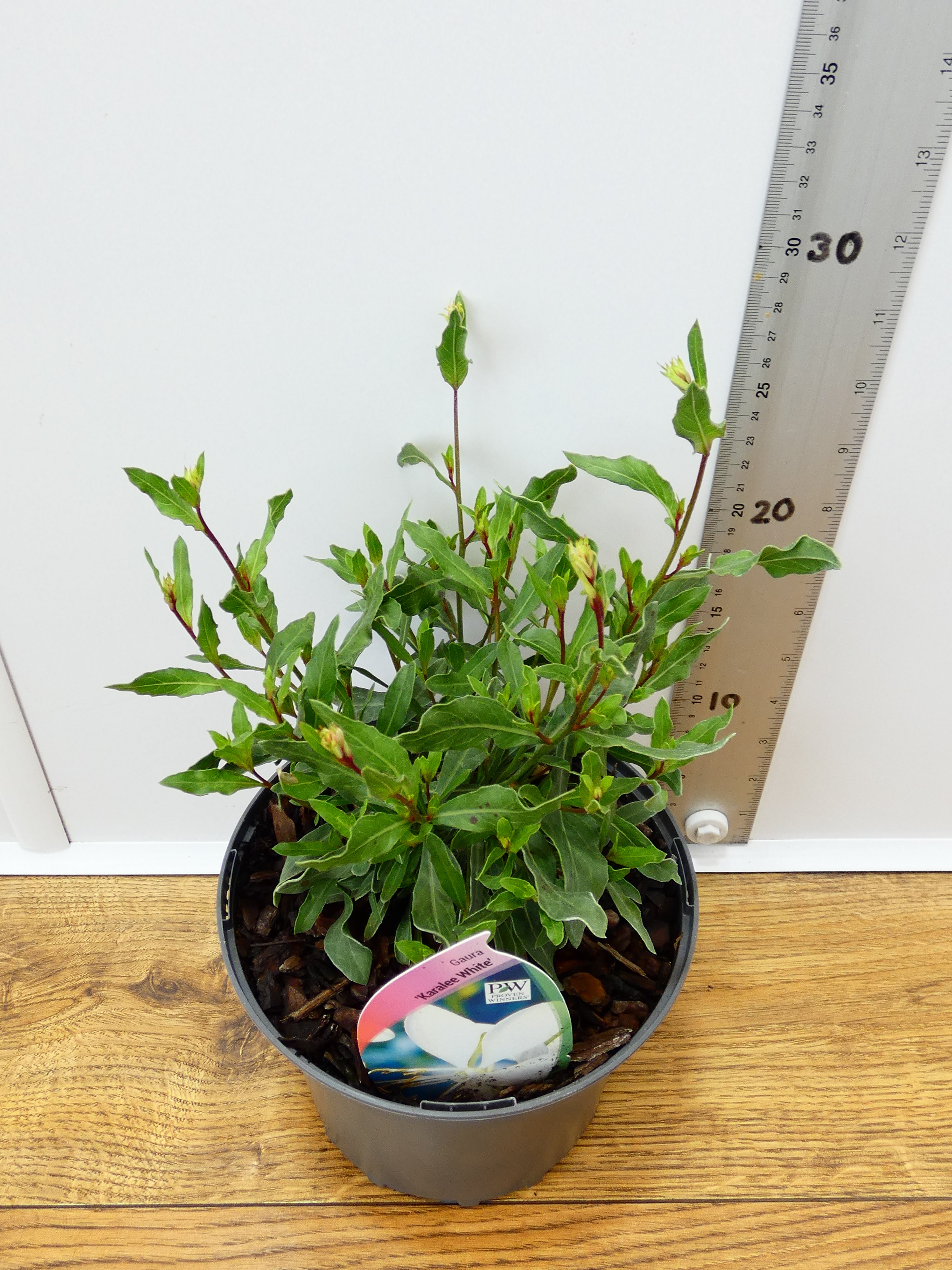 Gaura 'Karalee White' (2ltr)