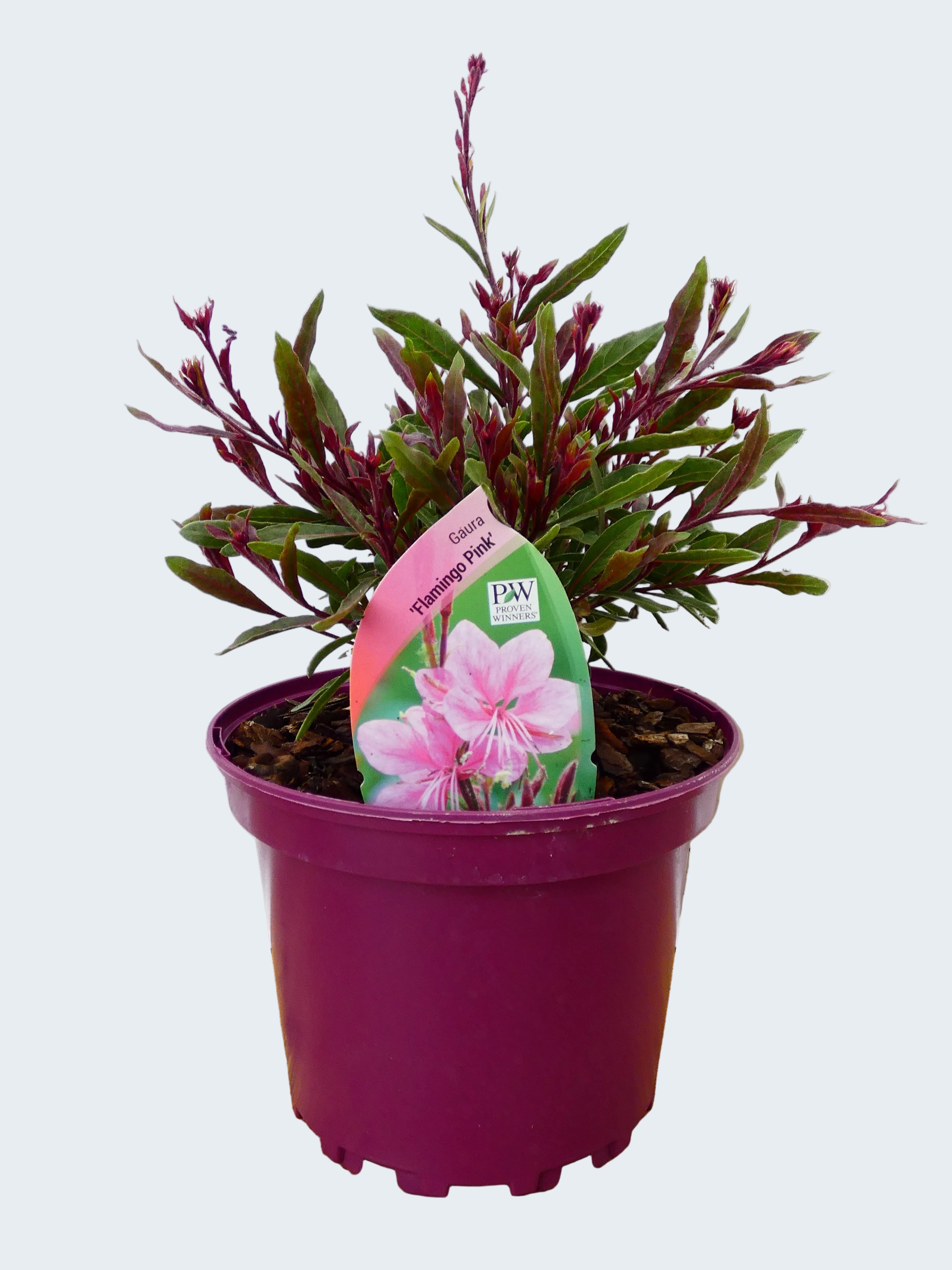 Gaura 'Flamingo Pink' (2ltr)
