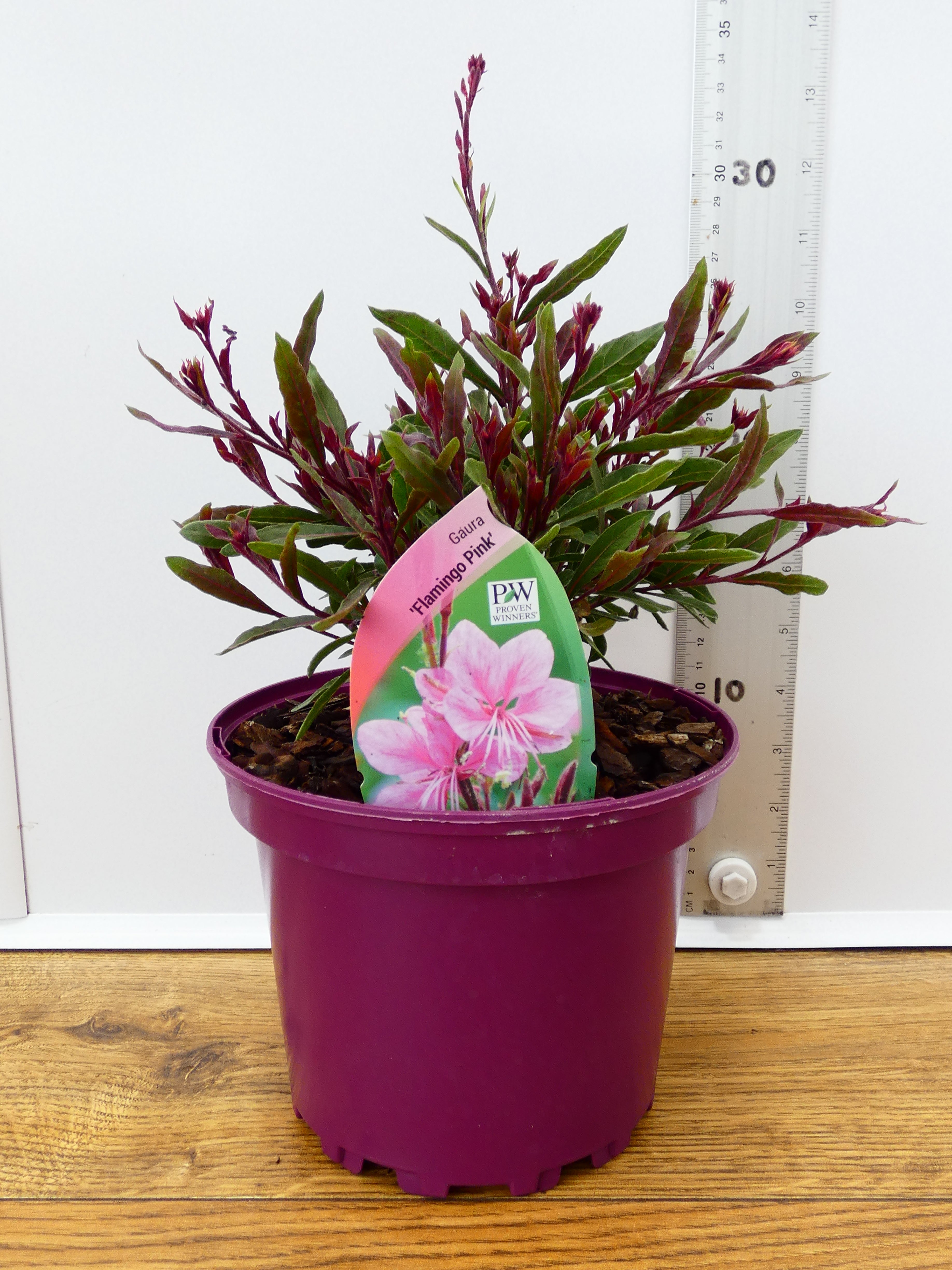Gaura 'Flamingo Pink' (2ltr)