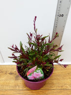 Gaura 'Flamingo Pink' (2ltr)