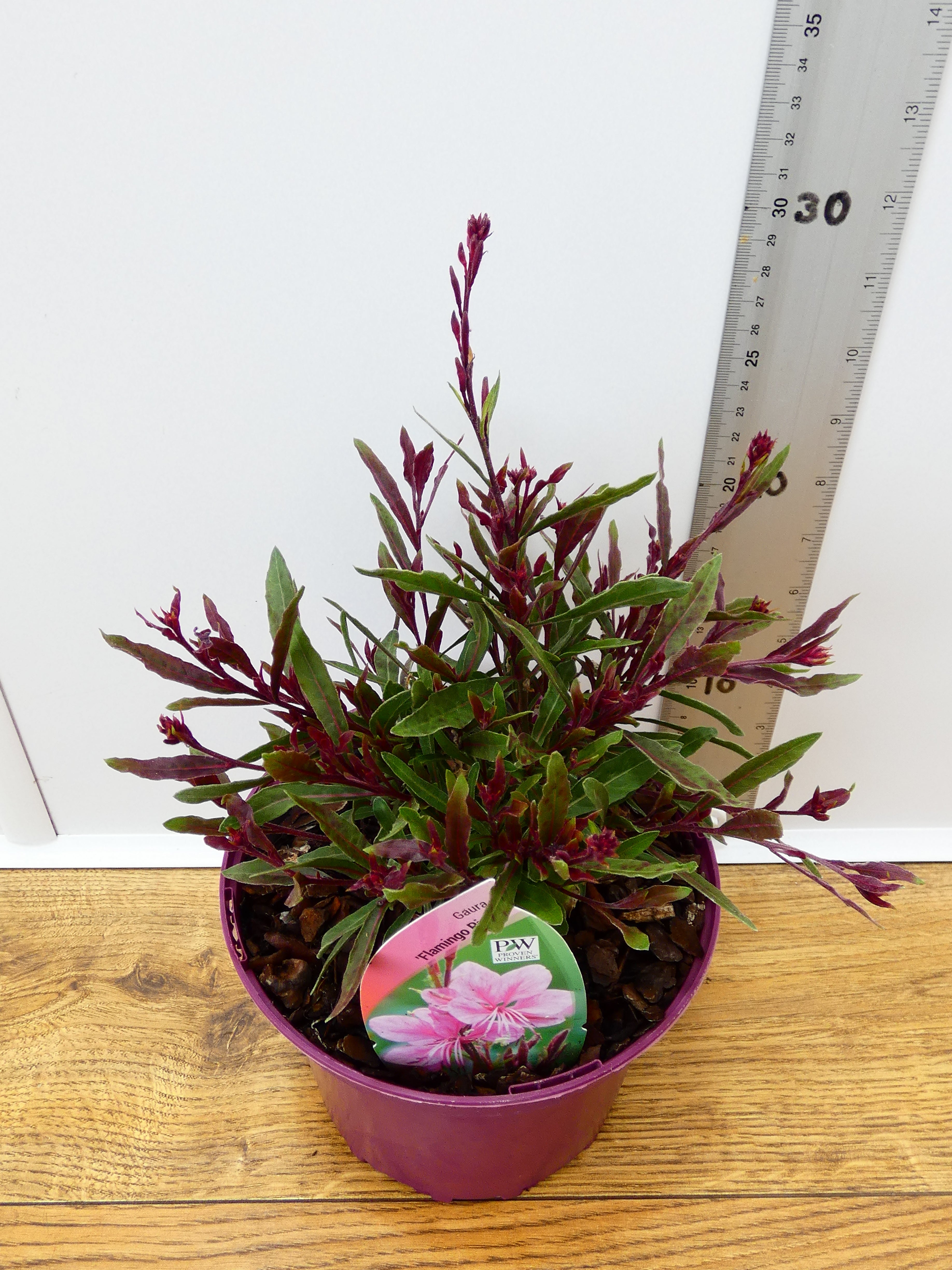 Gaura 'Flamingo Pink' (2ltr)
