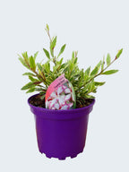 Gaura 'Freefolk Rosy' (2ltr)