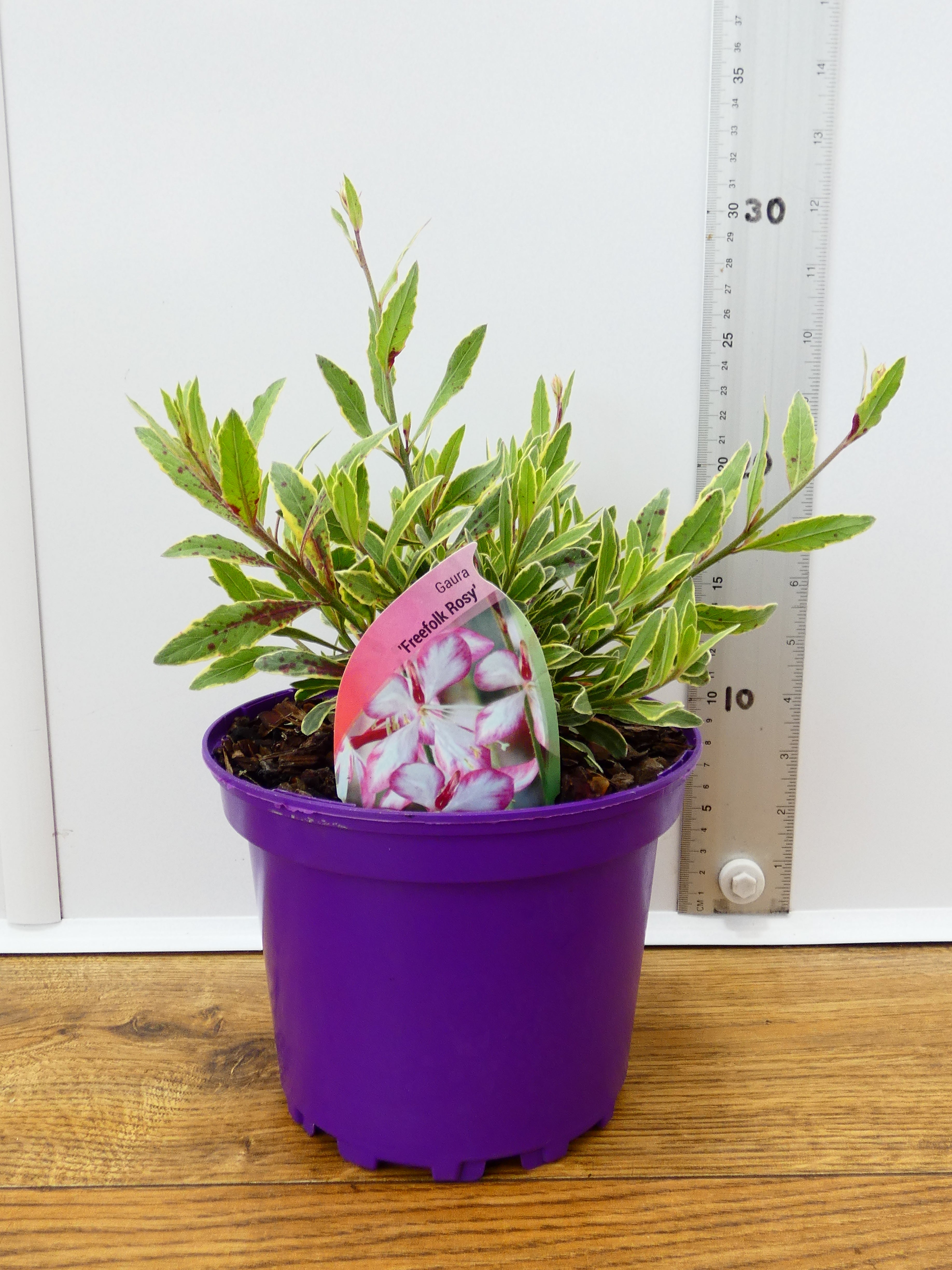Gaura 'Freefolk Rosy' (2ltr)