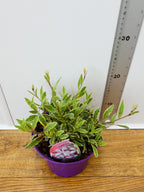 Gaura 'Freefolk Rosy' (2ltr)