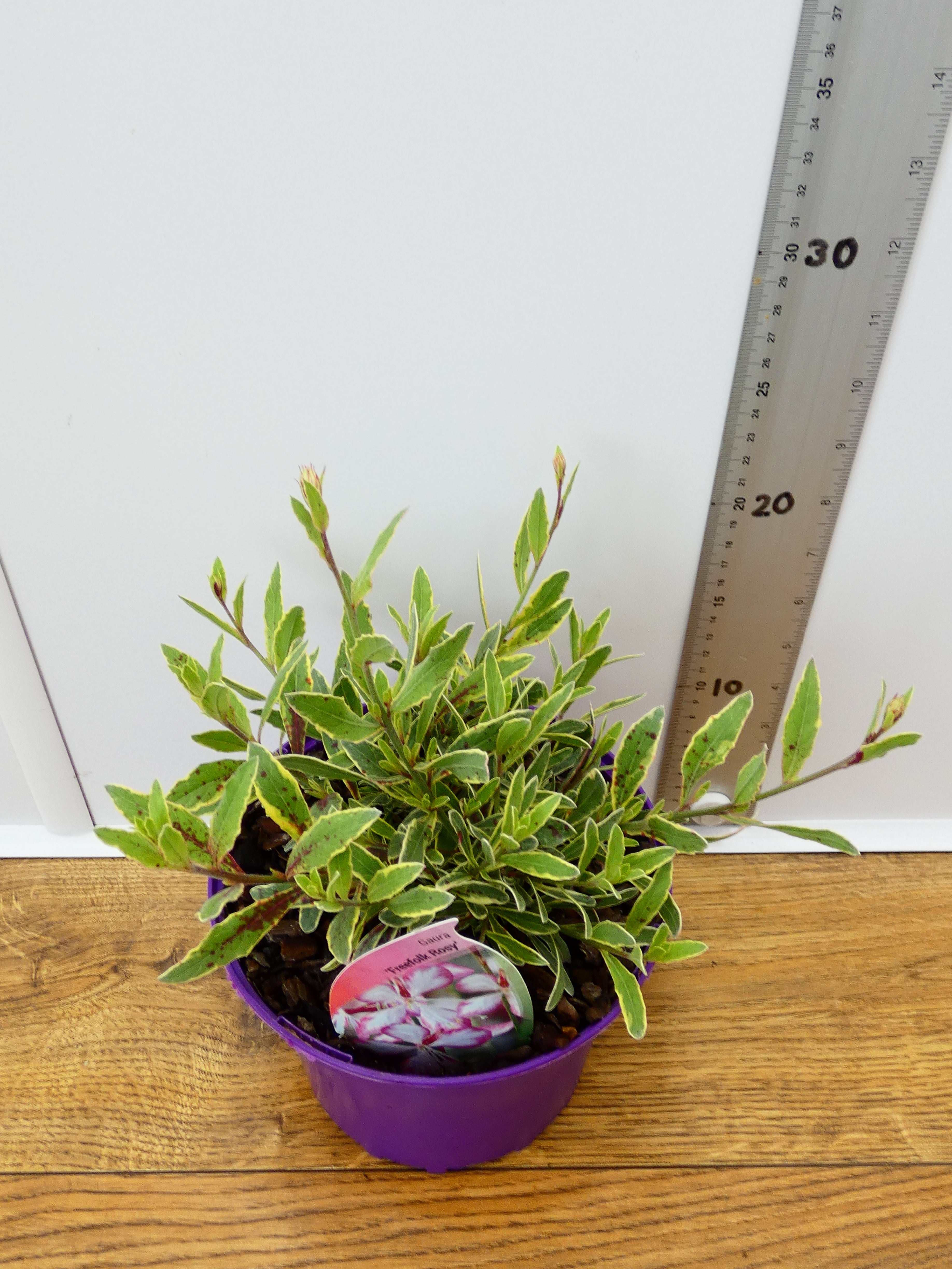 Gaura 'Freefolk Rosy' (2ltr)
