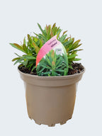 Euphorbia 'Athene' (2ltr)