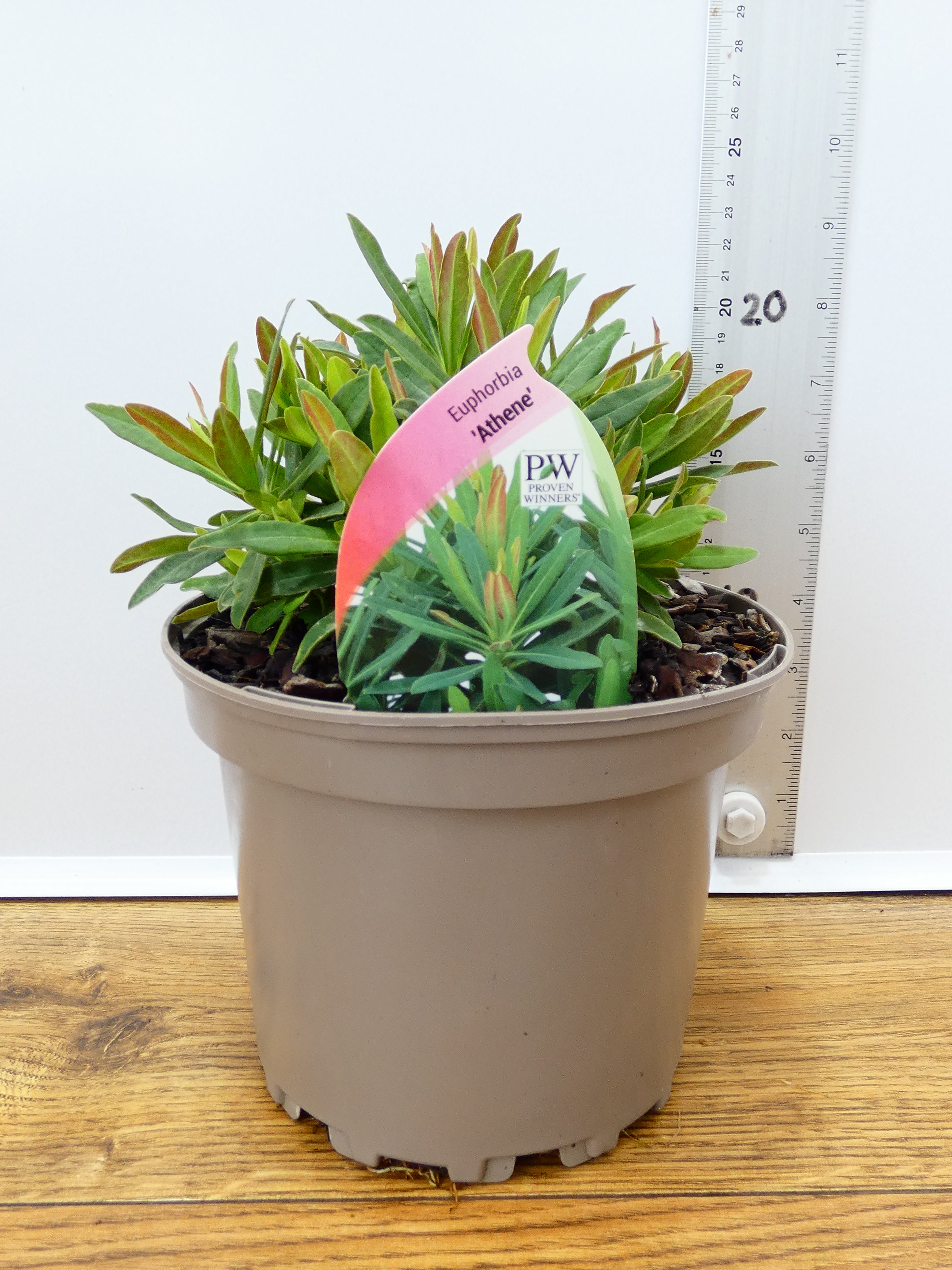 Euphorbia 'Athene' (2ltr)