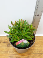 Euphorbia 'Athene' (2ltr)
