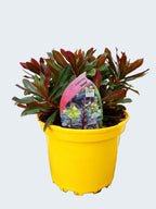 Euphorbia 'Xenia' (2ltr)