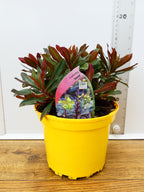 Euphorbia 'Xenia' (2ltr)