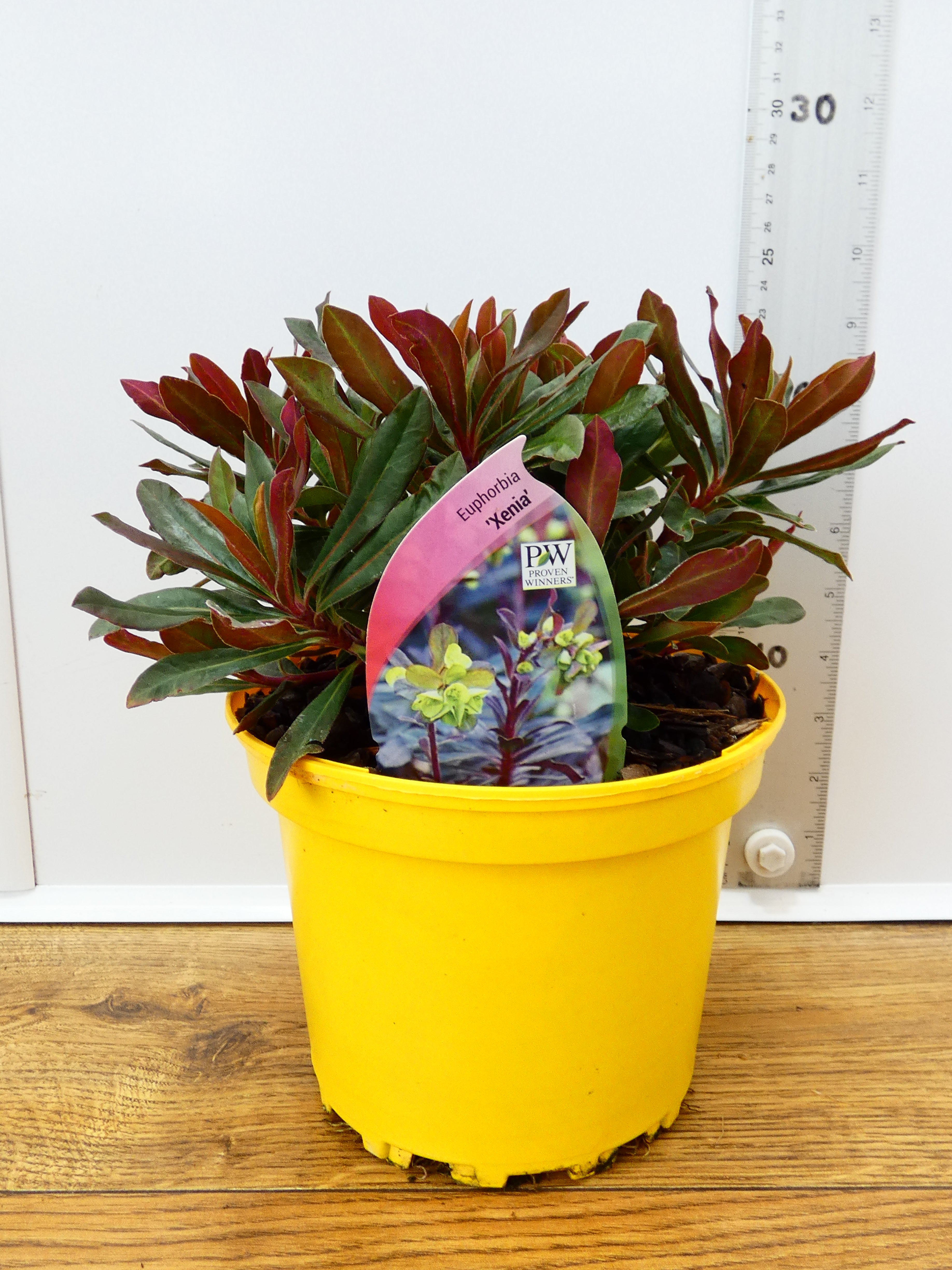 Euphorbia 'Xenia' (2ltr)