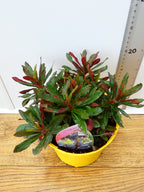 Euphorbia 'Xenia' (2ltr)