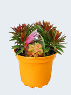 Euphorbia 'Medea' (2ltr)
