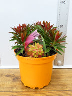 Euphorbia 'Medea' (2ltr)
