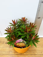 Euphorbia 'Medea' (2ltr)