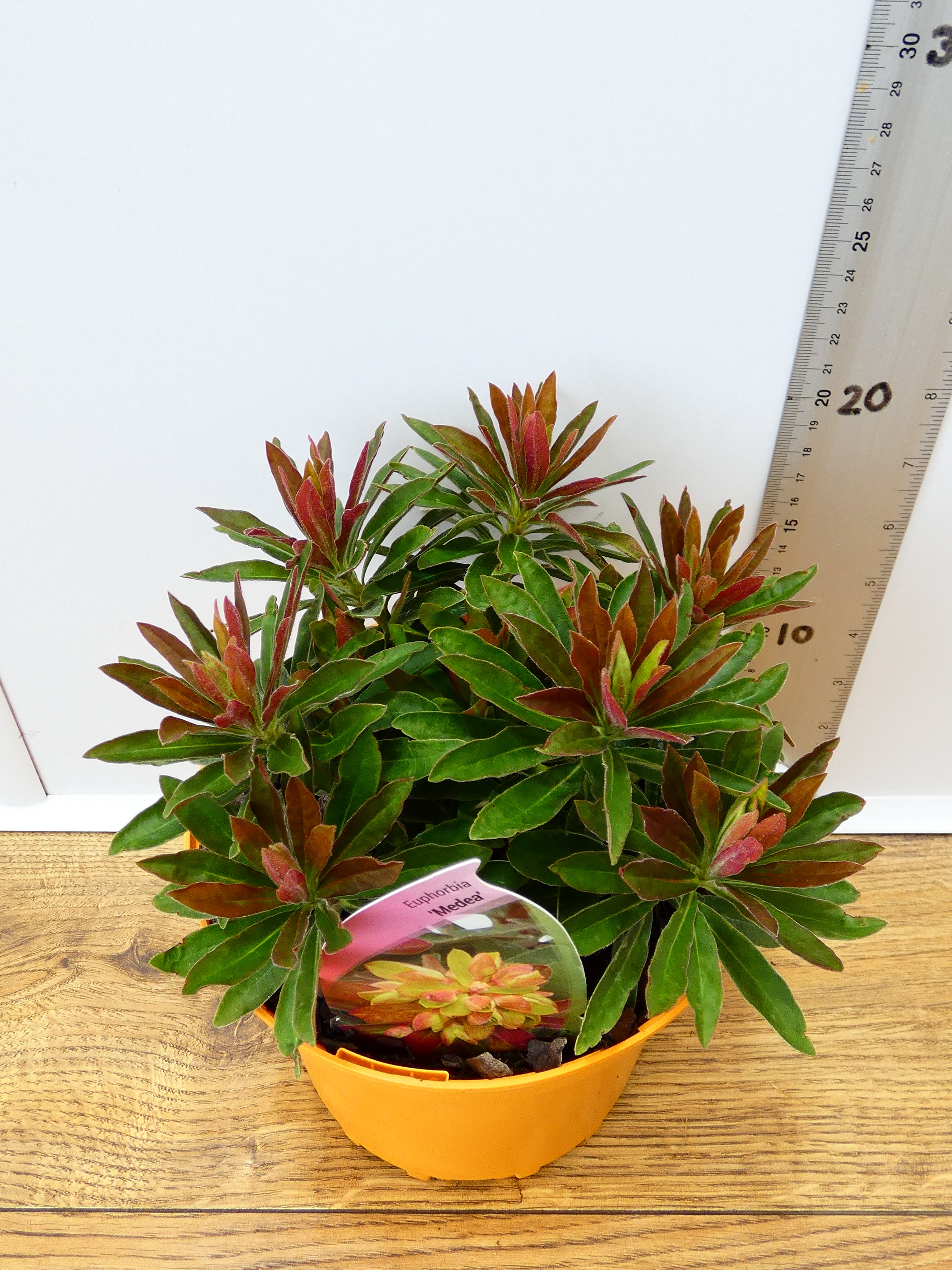 Euphorbia 'Medea' (2ltr)