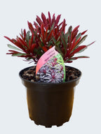 Euphorbia 'Miners Merlot' (2ltr)