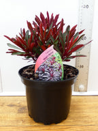 Euphorbia 'Miners Merlot' (2ltr)