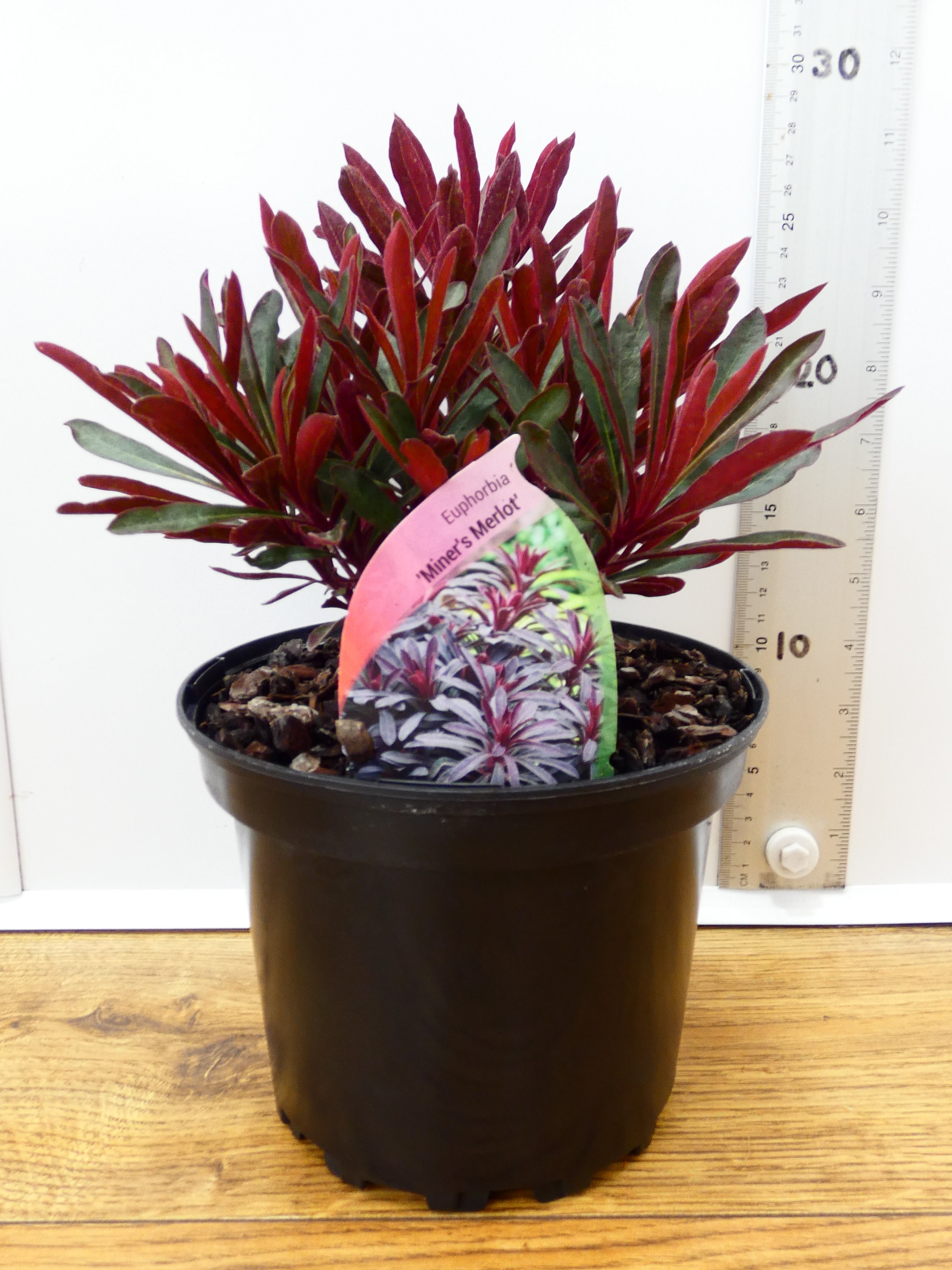 Euphorbia 'Miners Merlot' (2ltr)