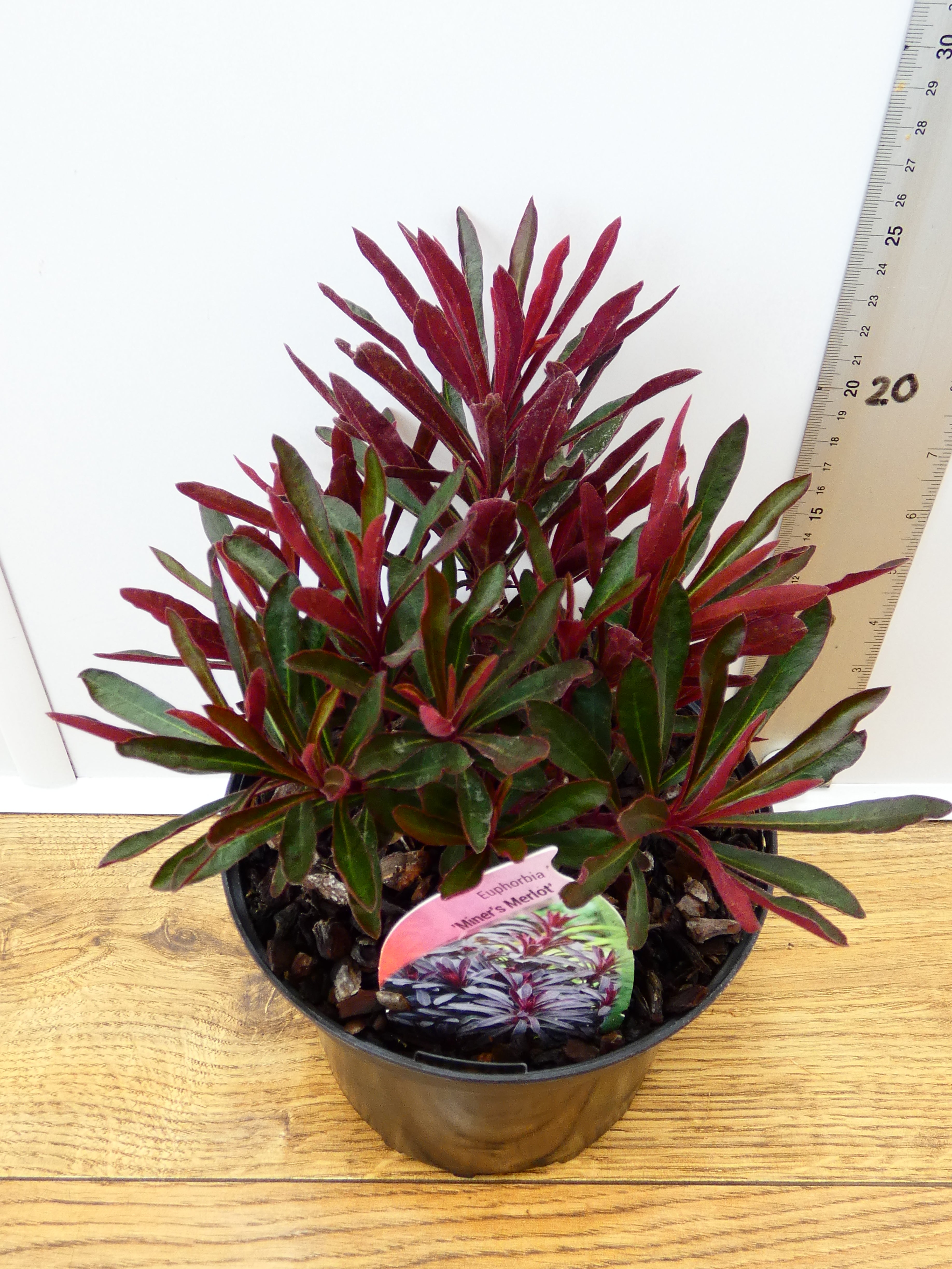 Euphorbia 'Miners Merlot' (2ltr)