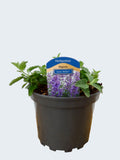 Nepeta 'Junior Walker' (2ltr)