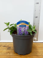 Nepeta 'Junior Walker' (2ltr)