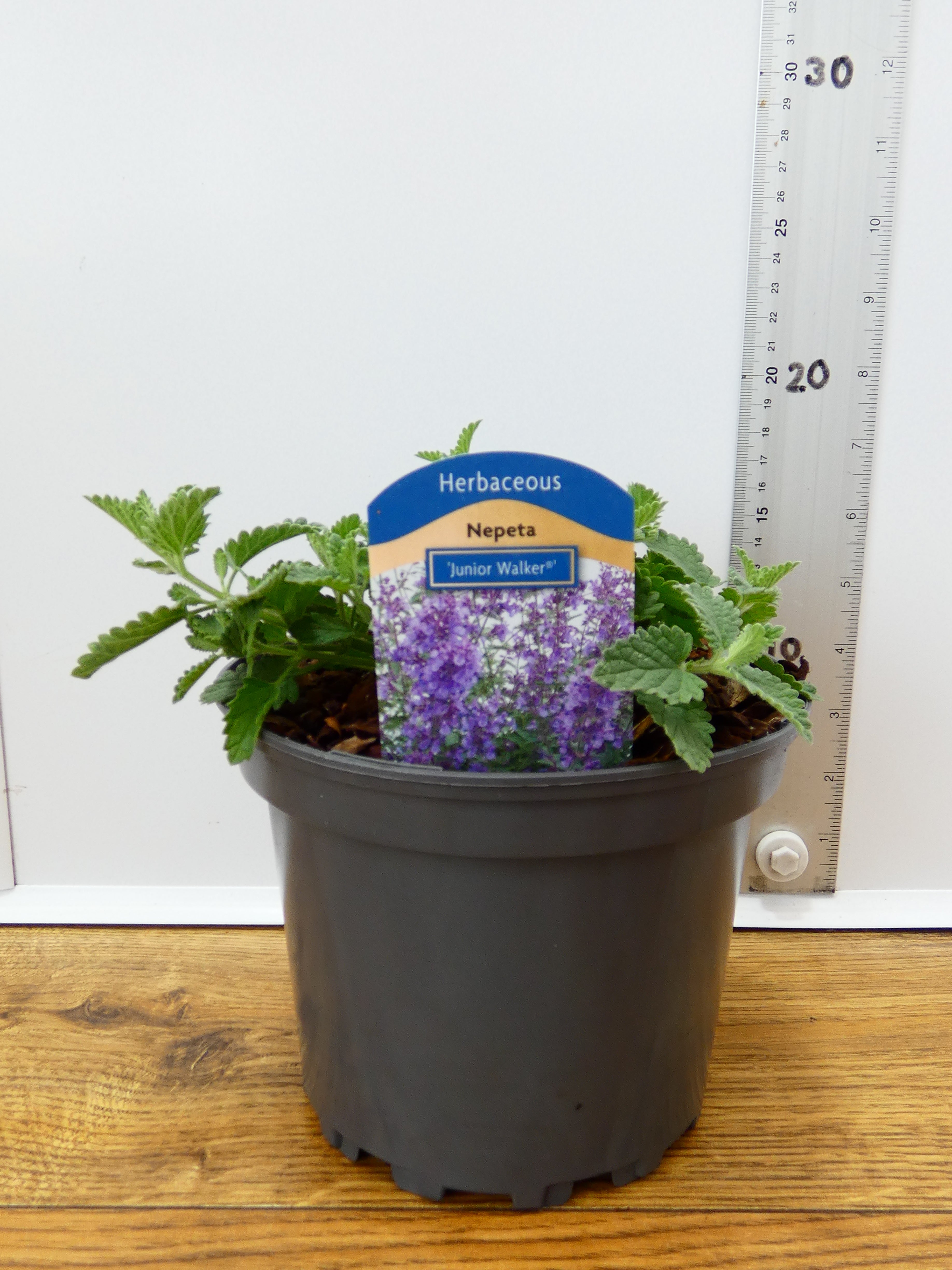 Nepeta 'Junior Walker' (2ltr)