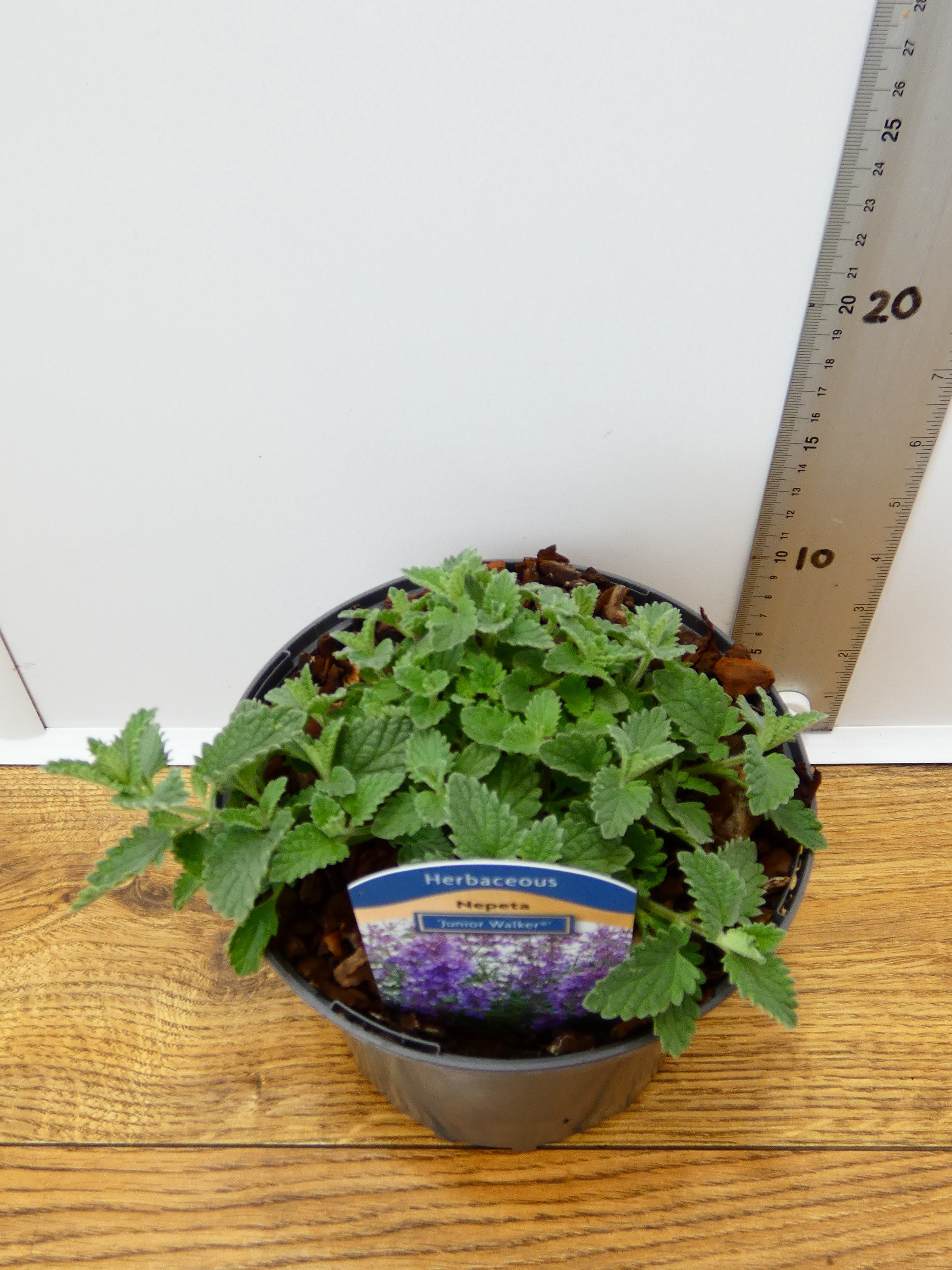Nepeta 'Junior Walker' (2ltr)