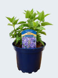 Nepeta 'Hybrida Blue planet' (2ltr)
