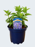 Nepeta 'Hybrida Blue planet' (2ltr)