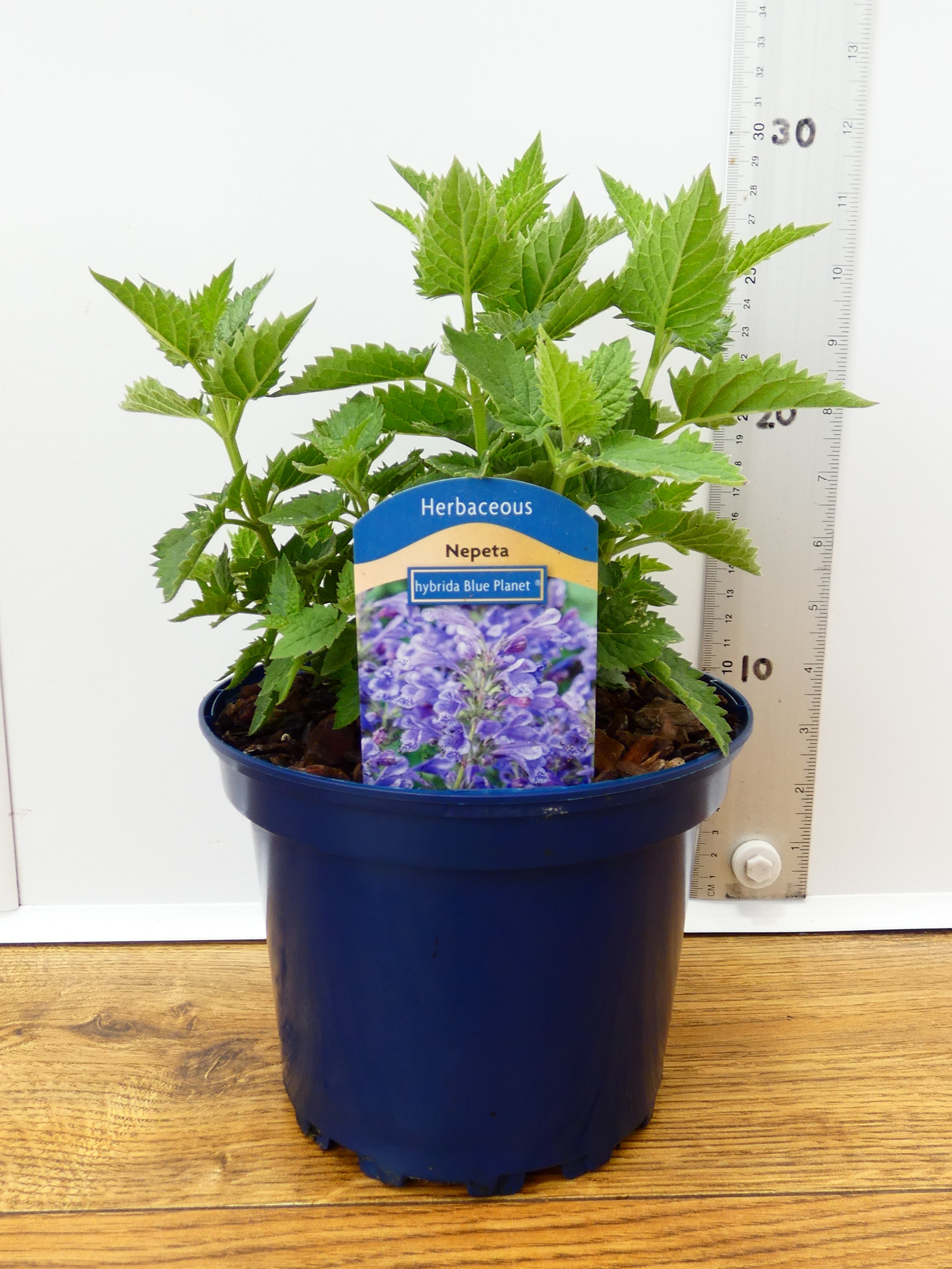 Nepeta 'Hybrida Blue planet' (2ltr)