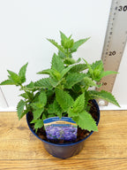 Nepeta 'Hybrida Blue planet' (2ltr)
