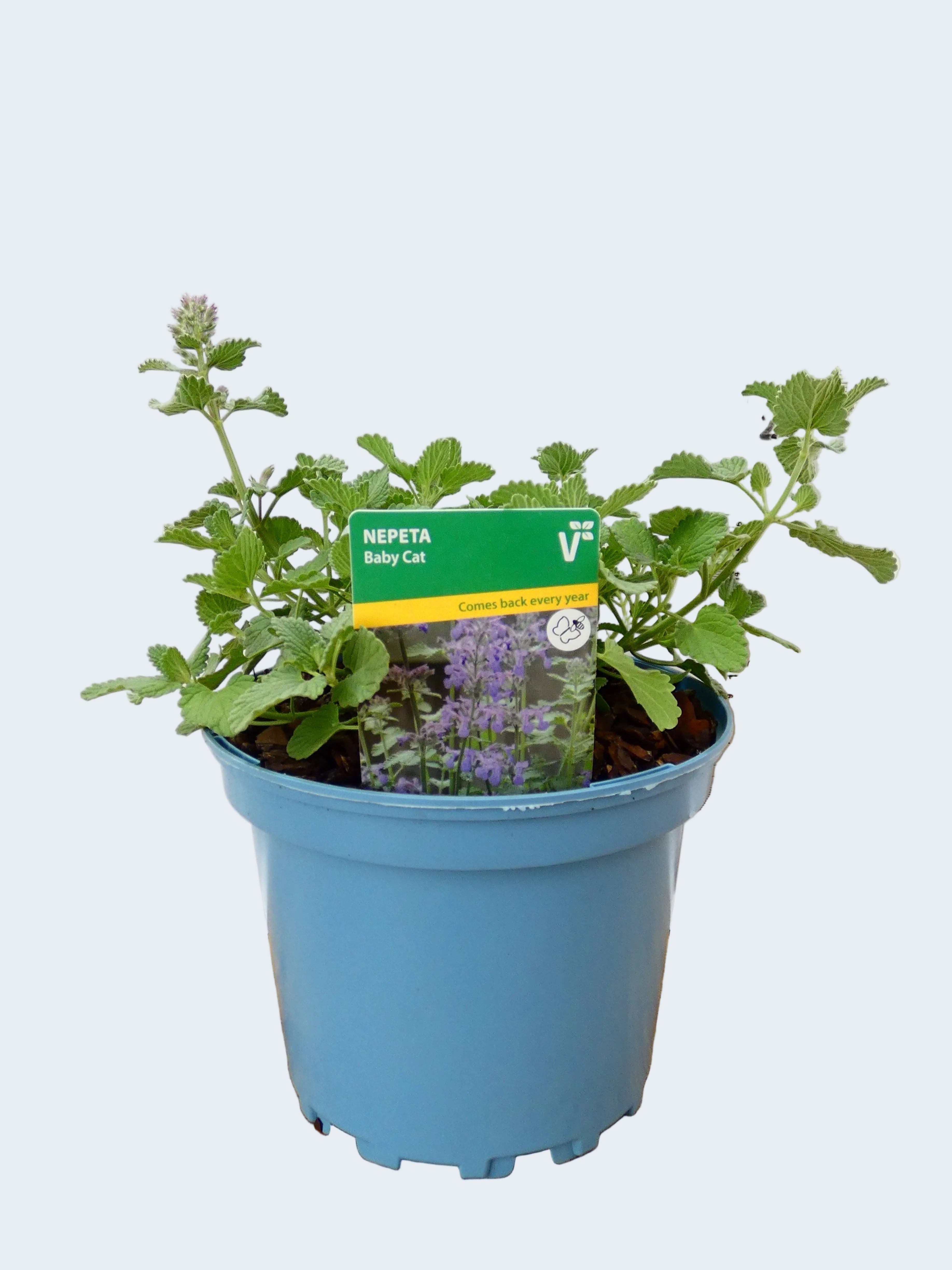 Nepeta 'Baby Cat' (2ltr)