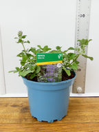 Nepeta 'Baby Cat' (2ltr)