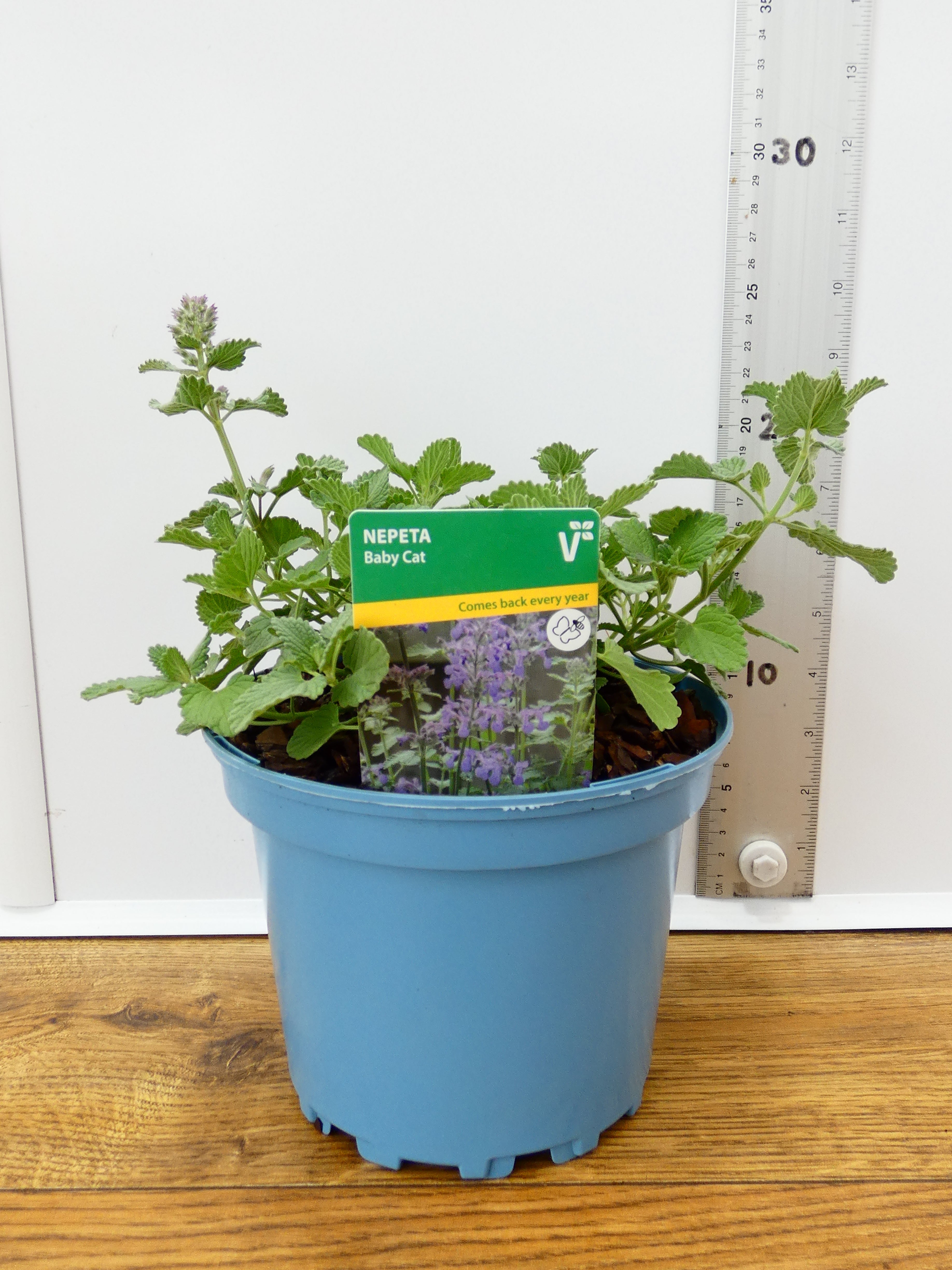 Nepeta 'Baby Cat' (2ltr)