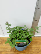 Nepeta 'Baby Cat' (2ltr)