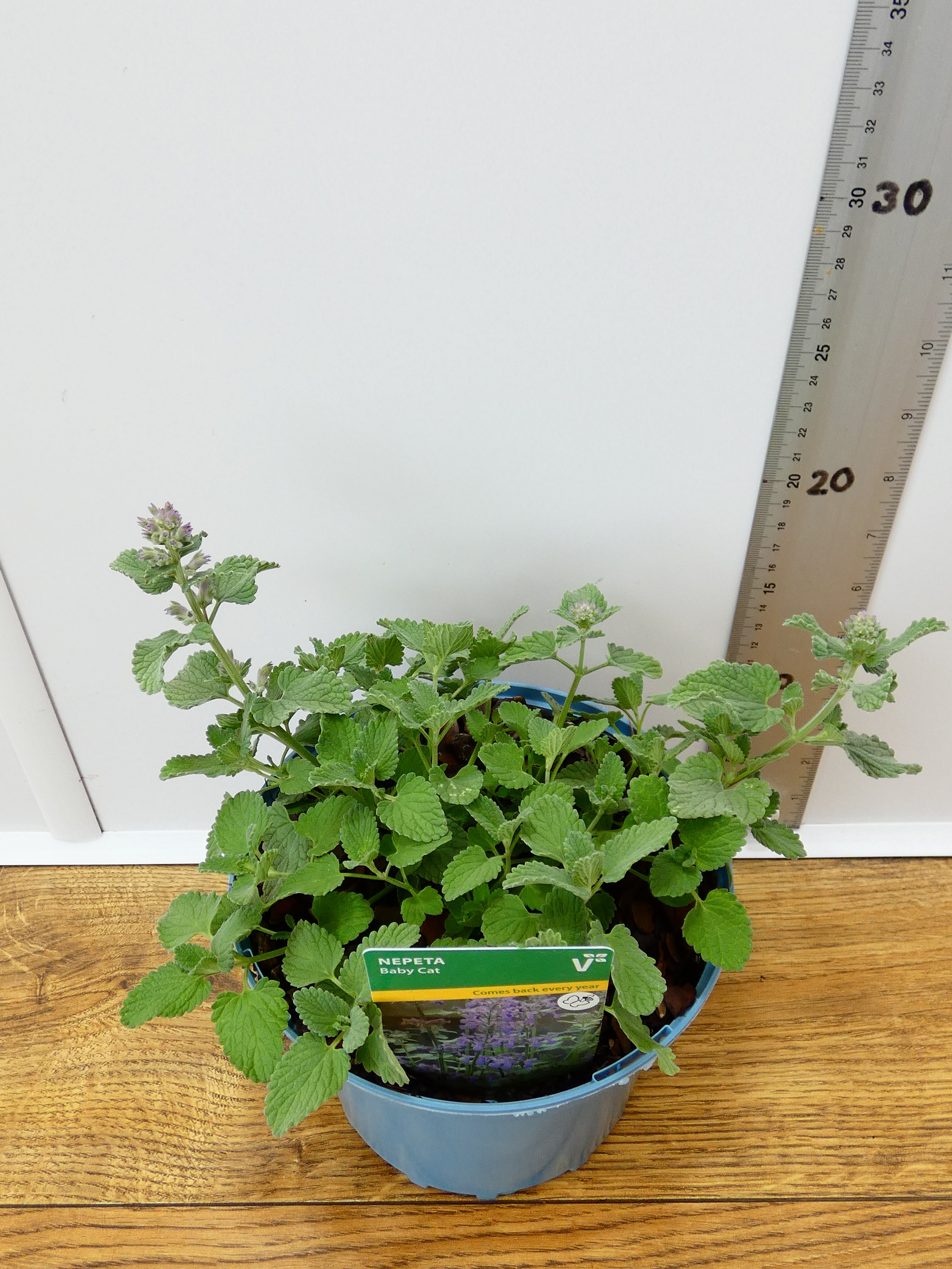 Nepeta 'Baby Cat' (2ltr)
