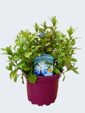 Ceratostigma 'Gentain Blue' (2ltr)