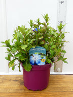 Ceratostigma 'Gentain Blue' (2ltr)