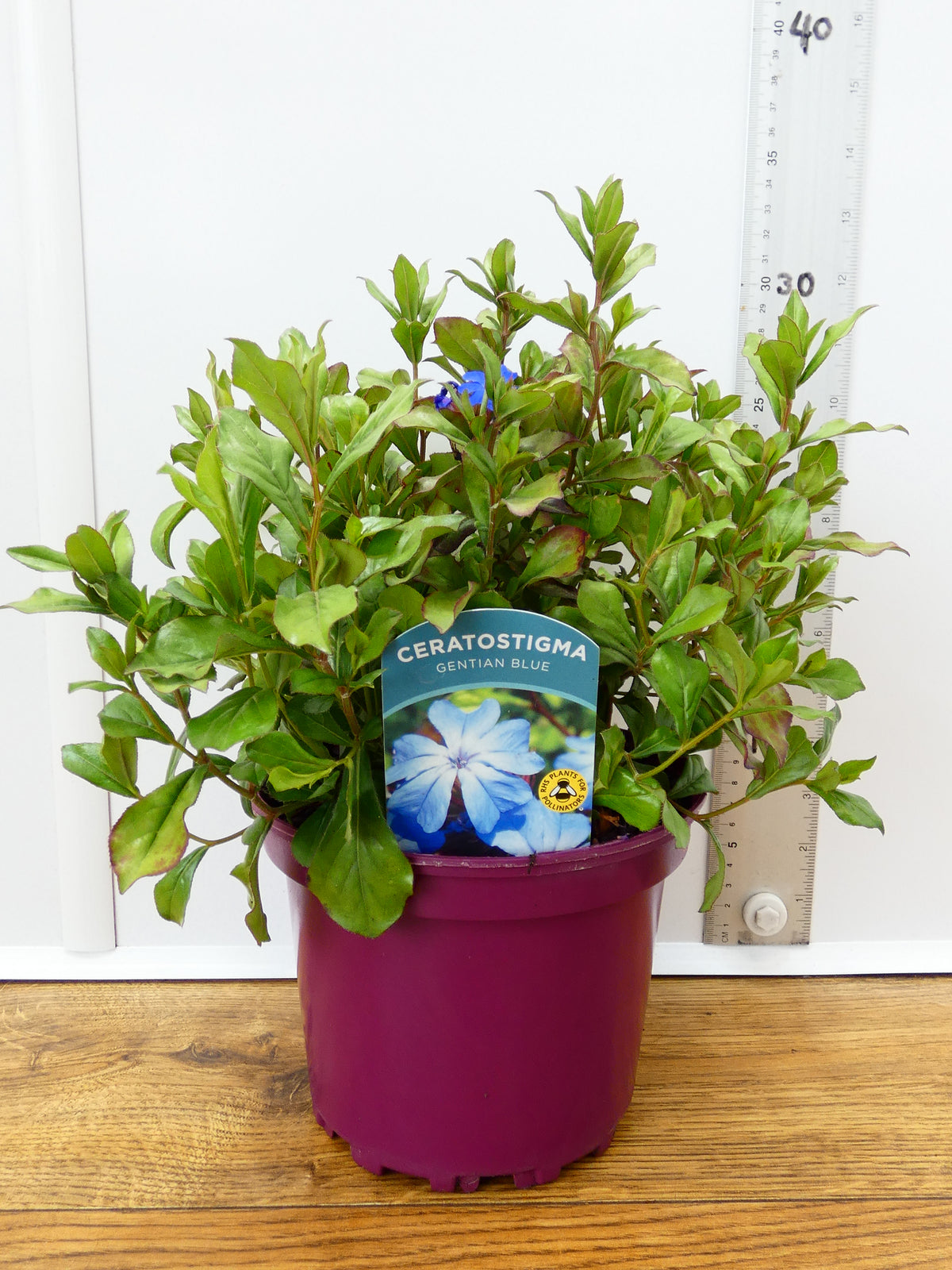 Ceratostigma 'Gentain Blue' (2ltr)