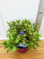 Ceratostigma 'Gentain Blue' (2ltr)