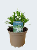 Physostegia Crystal Peak White (2ltr)