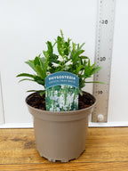 Physostegia Crystal Peak White (2ltr)