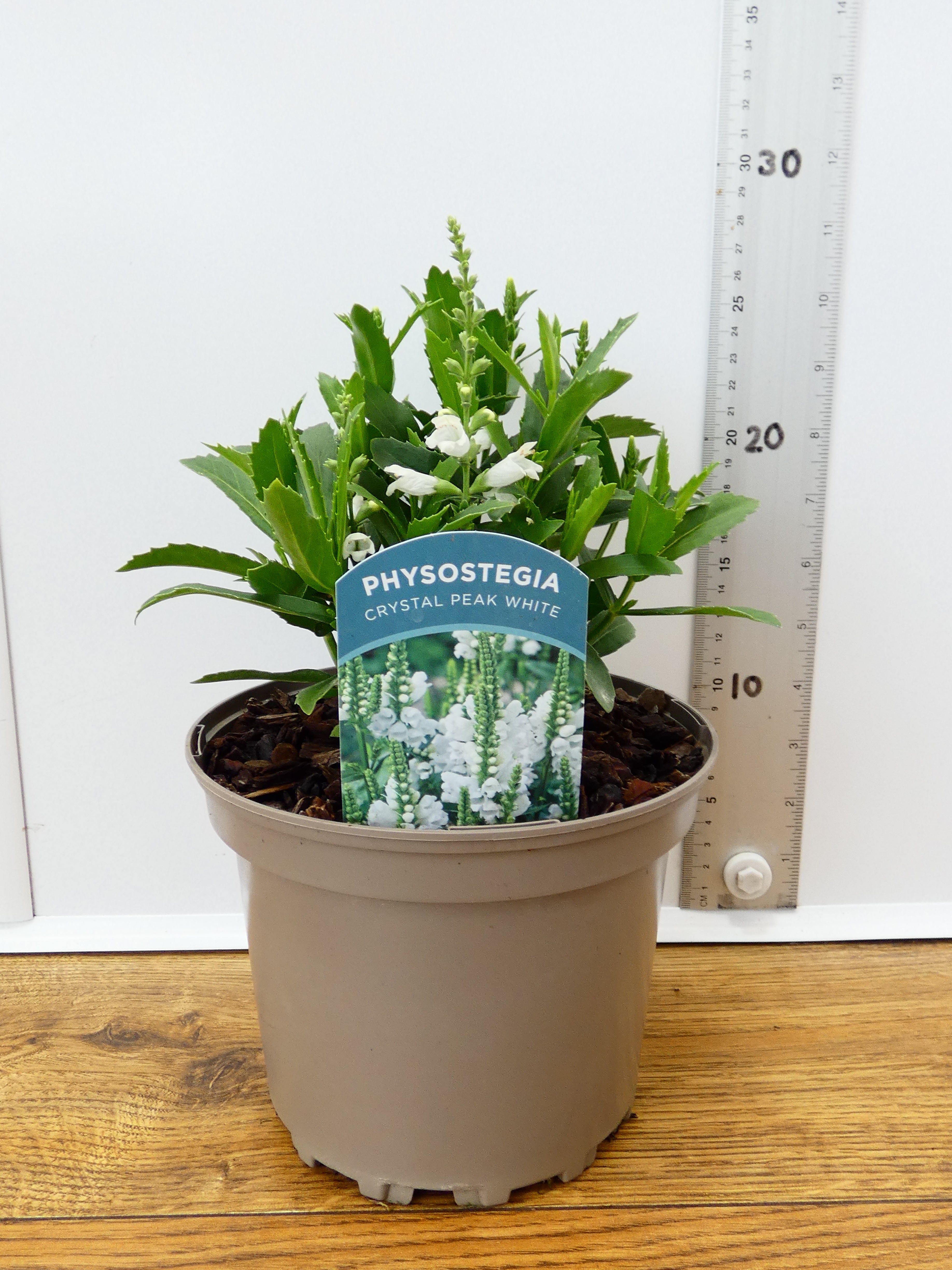 Physostegia Crystal Peak White (2ltr)