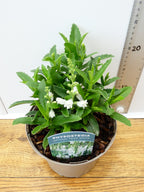 Physostegia Crystal Peak White (2ltr)